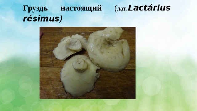Груздь настоящий ( лат . Lactárius résimus ) 