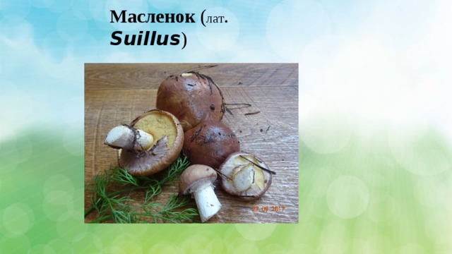 Масленок ( лат . Suillus ) 