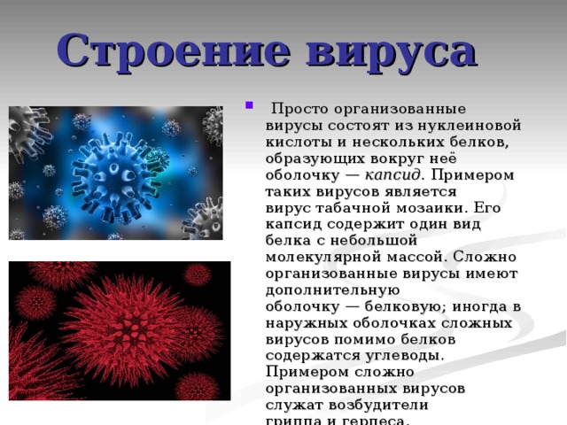 Строение вируса   Просто организованные вирусы состоят из нуклеиновой кислоты и нескольких белков, образующих вокруг неё оболочку —  капсид . Примером таких вирусов является вирус табачной мозаики. Его капсид содержит один вид белка с небольшой молекулярной массой. Сложно организованные вирусы имеют дополнительную оболочку — белковую; иногда в наружных оболочках сложных вирусов помимо белков содержатся углеводы. Примером сложно организованных вирусов служат возбудители гриппа и герпеса. 