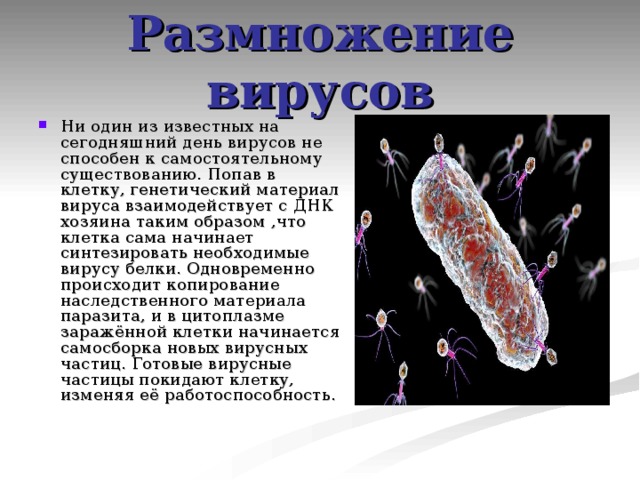 Размножение вирусов Ни один из известных на сегодняшний день вирусов не способен к самостоятельному существованию. Попав в клетку, генетический материал вируса взаимодействует с ДНК хозяина таким образом ,что клетка сама начинает синтезировать необходимые вирусу белки. Одновременно происходит копирование наследственного материала паразита, и в цитоплазме заражённой клетки начинается самосборка новых вирусных частиц. Готовые вирусные частицы покидают клетку, изменяя её работоспособность. 