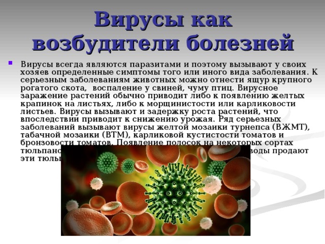 Вирусы как возбудители болезней Вирусы всегда являются паразитами и поэтому вызывают у своих хозяев определенные симптомы того или иного вида заболевания. К серьезным заболеваниям животных можно отнести ящур крупного рогатого скота, воспаление у свиней, чуму птиц. Вирусное заражение растений обычно приводит либо к появлению желтых крапинок на листьях, либо к морщинистости или карликовости листьев. Вирусы вызывают и задержку роста растений, что впоследствии приводит к снижению урожая. Ряд серьезных заболеваний вызывают вирусы желтой мозаики турнепса (ВЖМТ), табачной мозаики (ВТМ), карликовой кустистости томатов и бронзовости томатов. Появление полосок на некоторых сортах тюльпанов также обусловлено вирусом, а ведь цветоводы продают эти тюльпаны, выдавая их за особый сорт. 