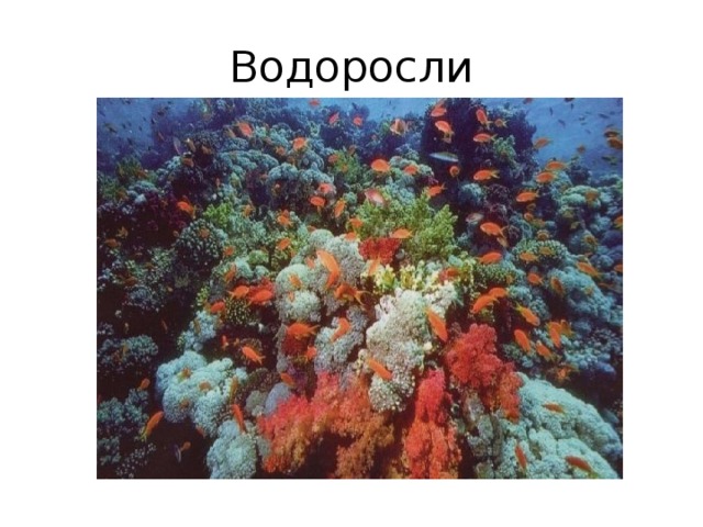 Водоросли 