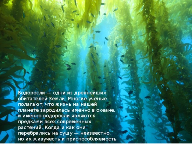 Водоросли — одни из древнейших обитателей Земли. Многие учёные полагают, что жизнь на нашей планете зародилась именно в океане, и именно водоросли являются предками всех современных растений. Когда и как они перебрались на сушу — неизвестно, но их живучесть и приспособляемость просто поражает. 