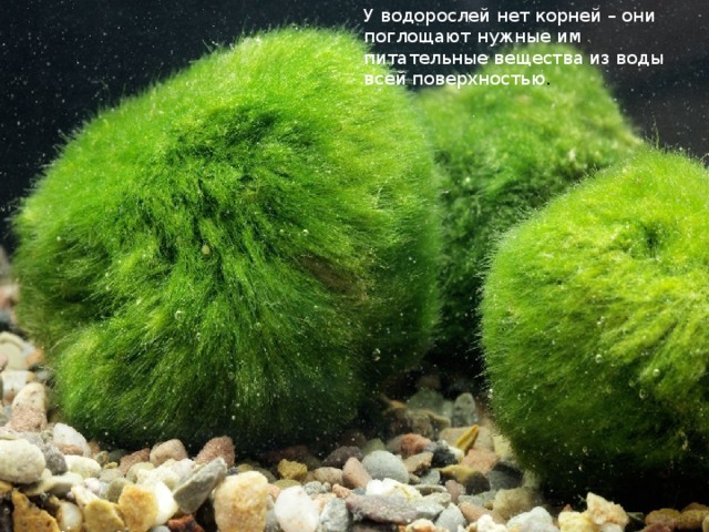 У водорослей нет корней – они поглощают нужные им питательные вещества из воды всей поверхностью . 