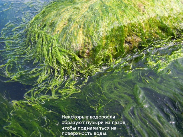 Некоторые водоросли образуют пузыри из газов, чтобы подниматься на поверхность воды. 