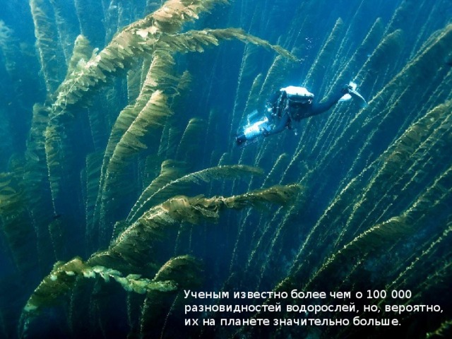Ученым известно более чем о 100 000 разновидностей водорослей, но, вероятно, их на планете значительно больше. 
