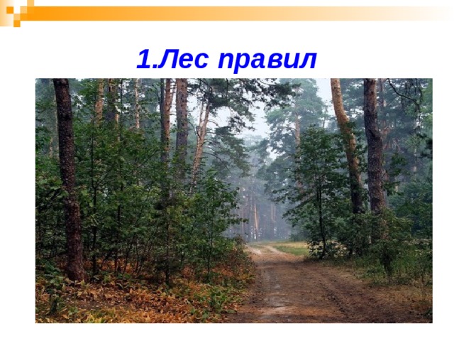 1.Лес правил 