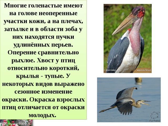 Многие голенастые имеют на голове неоперенные участки кожи, а на плечах, затылке и в области зоба у них находятся пучки удлинённых перьев. Оперение сравнительно рыхлое. Хвост у птиц относительно короткий, крылья - тупые. У некоторых видов выражено сезонное изменение окраски. Окраска взрослых птиц отличается от окраски молодых. 