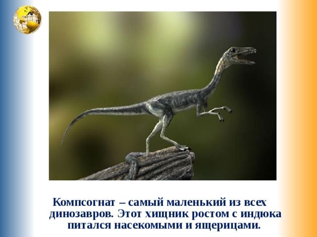 Компсогнат – самый маленький из всех динозавров. Этот хищник ростом с индюка питался насекомыми и ящерицами. 