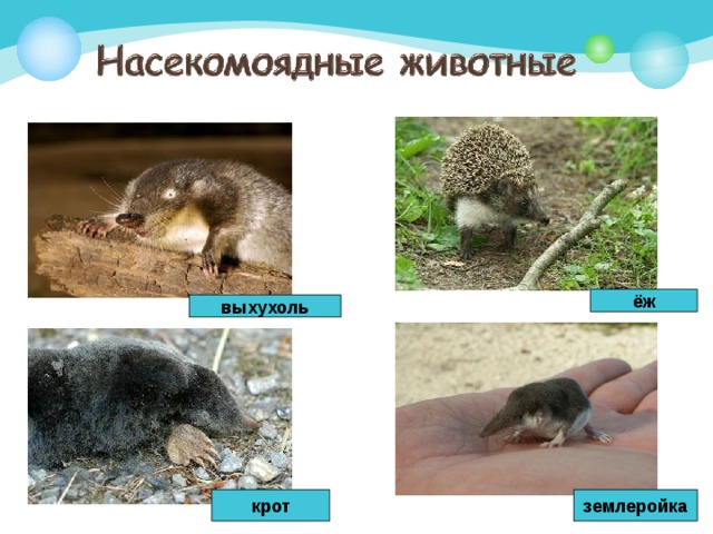 ёж выхухоль крот землеройка 