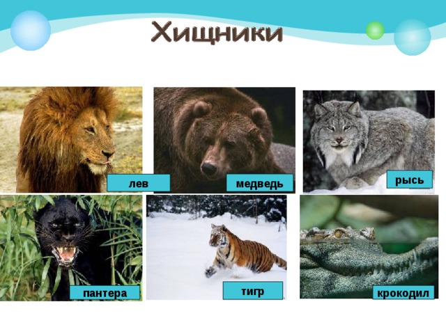 рысь медведь лев тигр пантера крокодил 