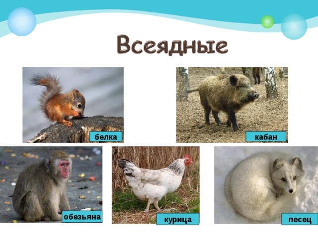белка кабан обезьяна курица песец 