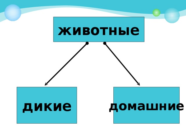 животные дикие домашние 