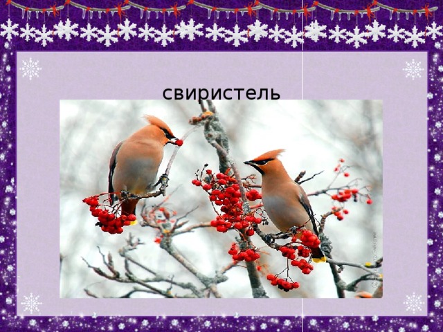 свиристель 