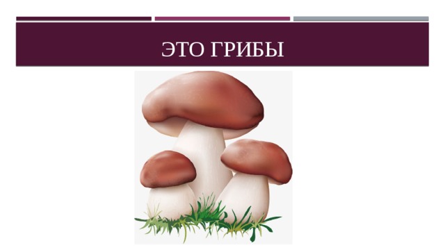 Это грибы 