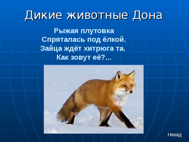 Дикие животные Дона Рыжая плутовка  Спряталась под ёлкой.  Зайца ждёт хитрюга та.  Как зовут её?... Назад 