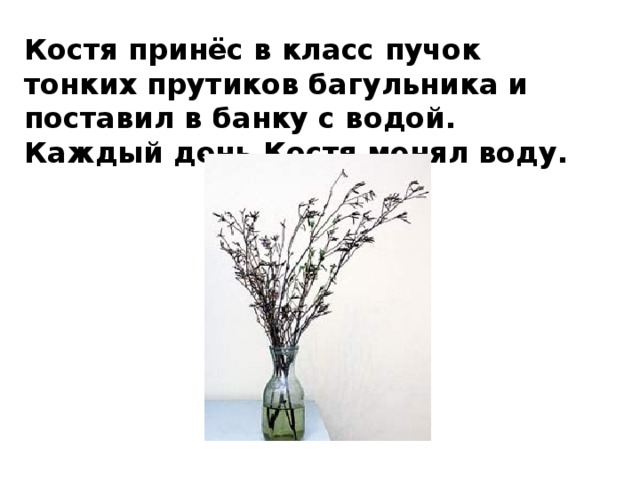 Костя принёс в класс пучок тонких прутиков багульника и поставил в банку с водой. Каждый день Костя менял воду. 