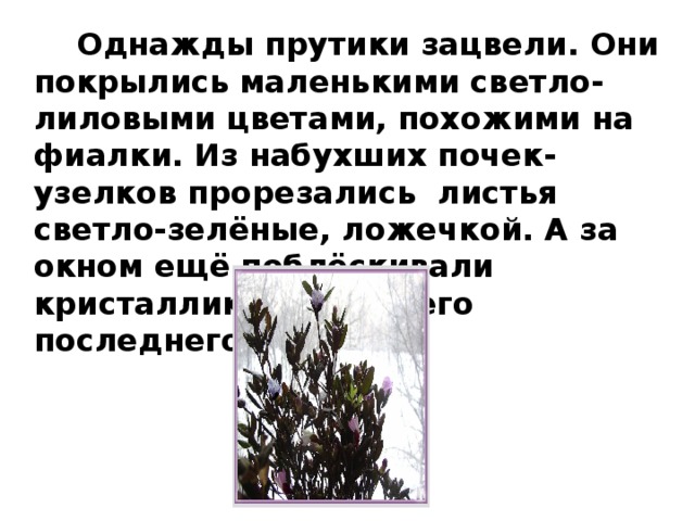  Однажды прутики зацвели. Они покрылись маленькими светло-лиловыми цветами, похожими на фиалки. Из набухших почек-узелков прорезались листья светло-зелёные, ложечкой. А за окном ещё поблёскивали кристаллики уходящего последнего снега.  