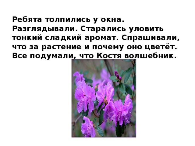 Ребята толпились у окна. Разглядывали. Старались уловить тонкий сладкий аромат. Спрашивали, что за растение и почему оно цветёт. Все подумали, что Костя волшебник. 