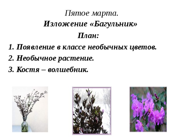 Пятое марта. Изложение «Багульник» План: 1. Появление в классе необычных цветов. 2. Необычное растение. 3. Костя – волшебник. 