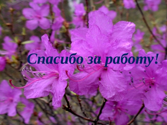 Спасибо за работу! 