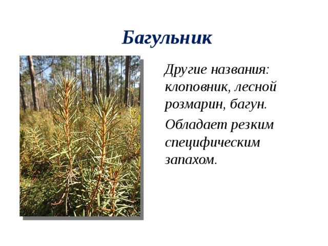 Багульник Другие названия: клоповник, лесной розмарин, багун. Обладает резким специфическим запахом. 