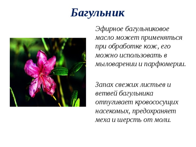 Багульник Эфирное багульниковое масло может применяться при обработке кож, его можно использовать в мыловарении и парфюмерии.  Запах свежих листьев и ветвей багульника отпугивает кровососущих насекомых, предохраняет меха и шерсть от моли. 