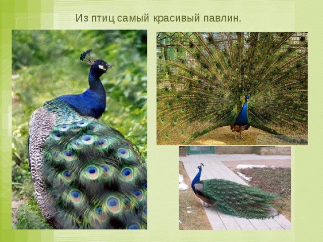 Из птиц самый красивый павлин.  