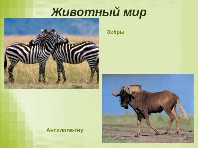 Животный мир Зебры Антилопа-гну 