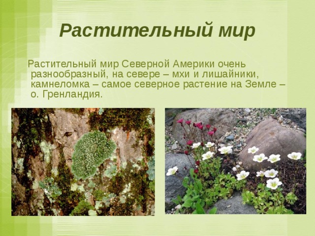 Растительный мир  Растительный мир Северной Америки очень разнообразный, на севере – мхи и лишайники, камнеломка – самое северное растение на Земле – о. Гренландия. 