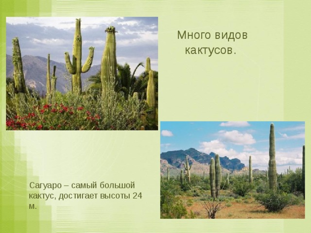  Много видов кактусов. Сагуаро – самый большой кактус, достигает высоты 24 м. 