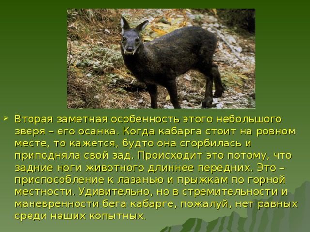 Вторая заметная особенность этого небольшого зверя – его осанка. Когда кабарга стоит на ровном месте, то кажется, будто она сгорбилась и приподняла свой зад. Происходит это потому, что задние ноги животного длиннее передних. Это – приспособление к лазанью и прыжкам по горной местности. Удивительно, но в стремительности и маневренности бега кабарге, пожалуй, нет равных среди наших копытных. 