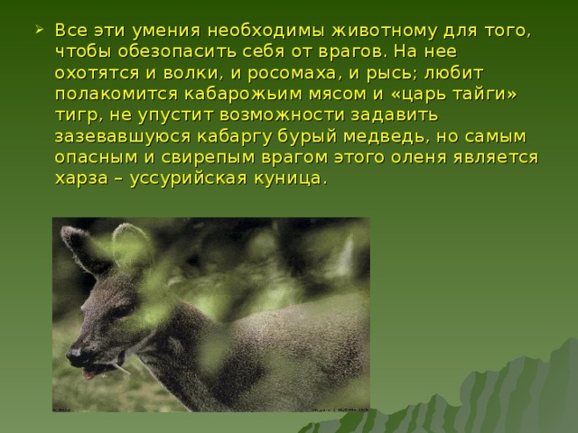 Все эти умения необходимы животному для того, чтобы обезопасить себя от врагов. На нее охотятся и волки, и росомаха, и рысь; любит полакомится кабарожьим мясом и «царь тайги» тигр, не упустит возможности задавить зазевавшуюся кабаргу бурый медведь, но самым опасным и свирепым врагом этого оленя является харза – уссурийская куница. 