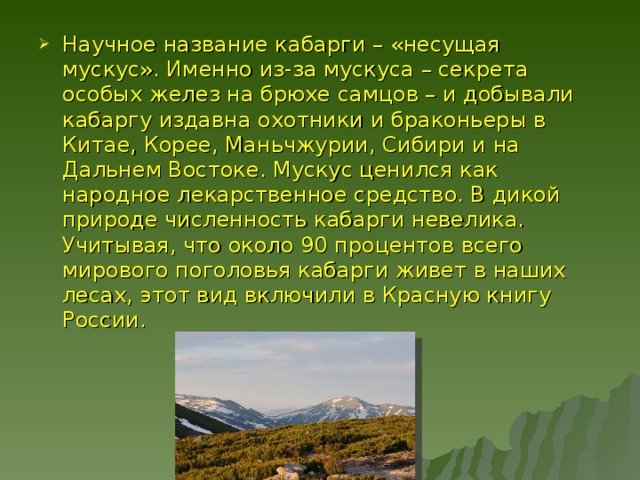 Научное название кабарги – «несущая мускус». Именно из-за мускуса – секрета особых желез на брюхе самцов – и добывали кабаргу издавна охотники и браконьеры в Китае, Корее, Маньчжурии, Сибири и на Дальнем Востоке. Мускус ценился как народное лекарственное средство. В дикой природе численность кабарги невелика. Учитывая, что около 90 процентов всего мирового поголовья кабарги живет в наших лесах, этот вид включили в Красную книгу России. 