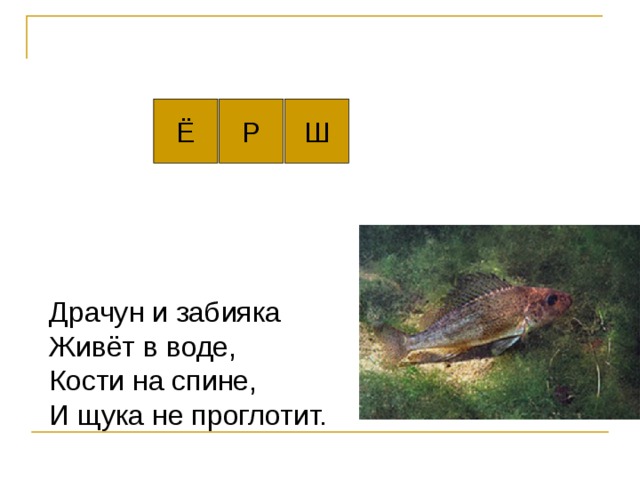 Ё Р Ш Драчун и забияка   Живёт в воде,   Кости на спине,   И щука не проглотит.  