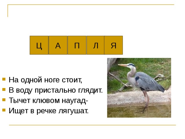 Ц А П Л Я 