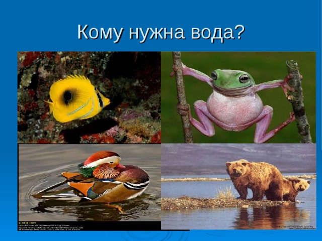Кому нужна вода? 