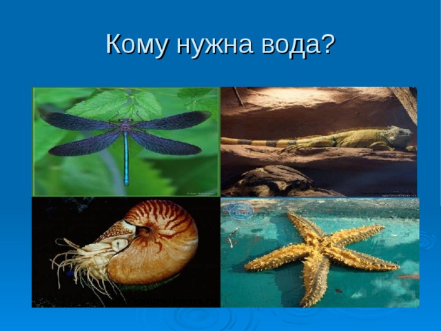 Кому нужна вода? 