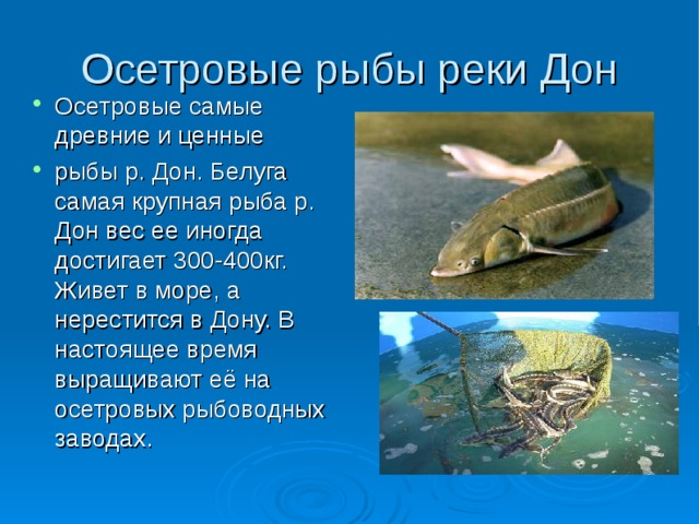 Осетровые рыбы реки Дон Осетровые самые древние и ценные рыбы р. Дон. Белуга самая крупная рыба р. Дон вес ее иногда достигает 300-400кг. Живет в море, а нерестится в Дону. В настоящее время выращивают её на осетровых рыбоводных заводах. 