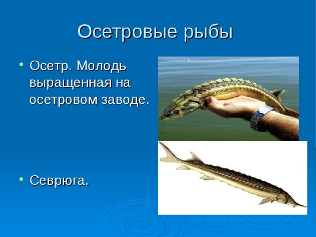 Осетровые рыбы Осетр. Молодь выращенная на осетровом заводе.    Севрюга. 