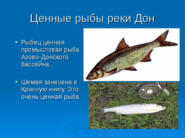 Ценные рыбы реки Дон Рыбец ценная промысловая рыба Азово-Донского бассейна.  Шемая занесена в Красную книгу. Это очень ценная рыба. 