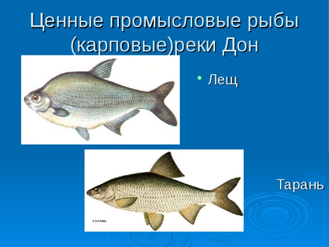 Ценные промысловые рыбы (карповые)реки Дон Лещ Тарань 