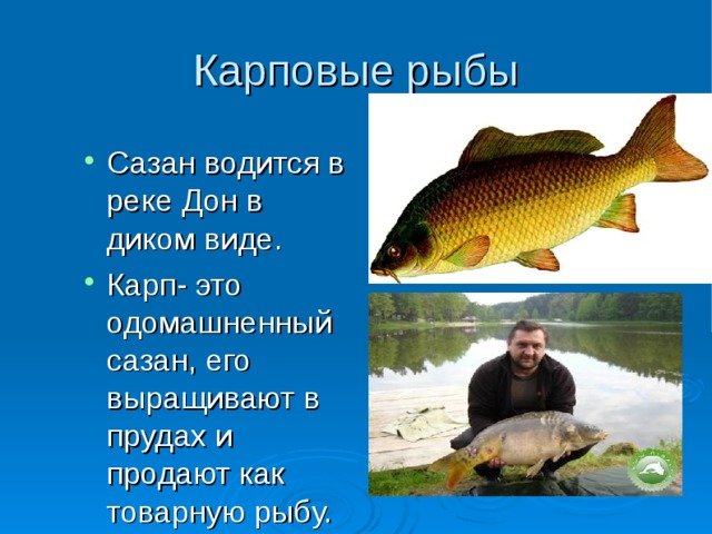 Карповые рыбы Сазан водится в реке Дон в диком виде. Карп- это одомашненный сазан, его выращивают в прудах и продают как товарную рыбу.   