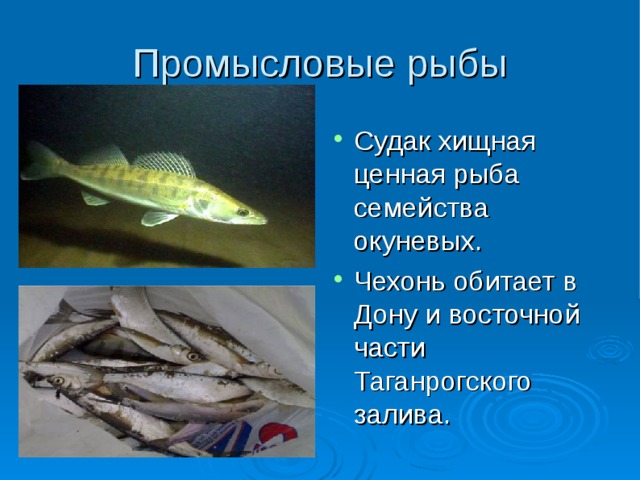 Промысловые рыбы Судак хищная ценная рыба семейства окуневых. Чехонь обитает в Дону и восточной части Таганрогского залива. 