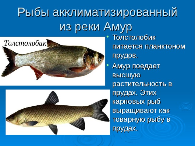 Рыбы акклиматизированный из реки Амур Толстолобик питается планктоном прудов. Амур поедает высшую растительность в прудах. Этих карповых рыб выращивают как товарную рыбу в прудах. 