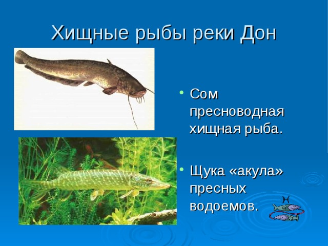 Хищные рыбы реки Дон Сом пресноводная хищная рыба.  Щука «акула» пресных водоемов. 