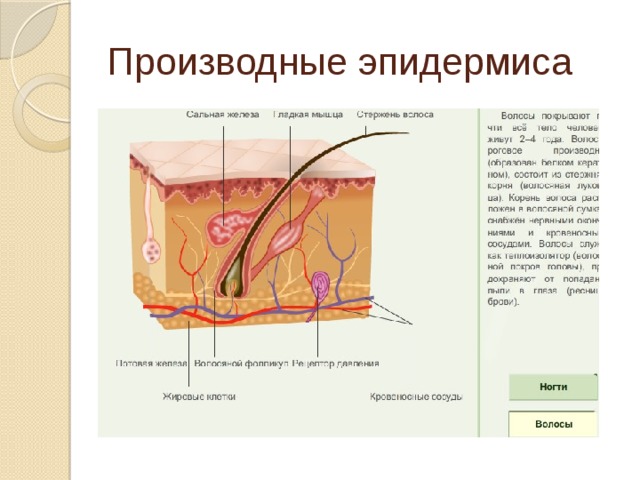 Производные эпидермиса 