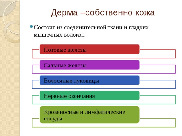 Дерма –собственно кожа Состоит из соединительной ткани и гладких мышечных волокон Потовые железы Сальные железы Волосяные луковицы Нервные окончания Кровеносные и лимфатические сосуды 