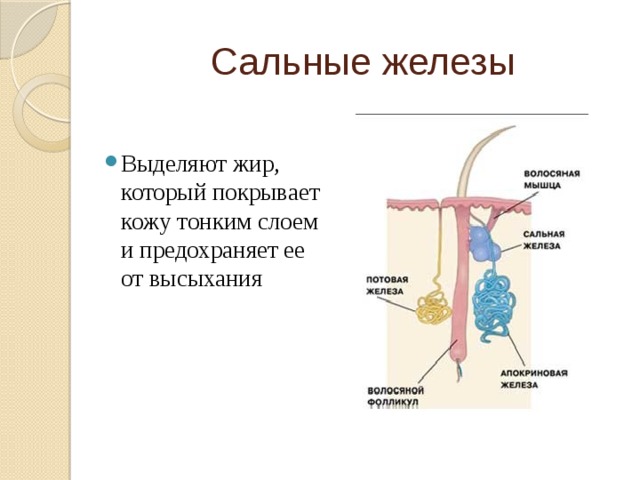 Сальные железы Выделяют жир, который покрывает кожу тонким слоем и предохраняет ее от высыхания 