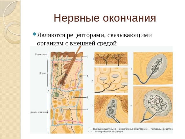 Нервные окончания Являются рецепторами, связывающими организм с внешней средой 